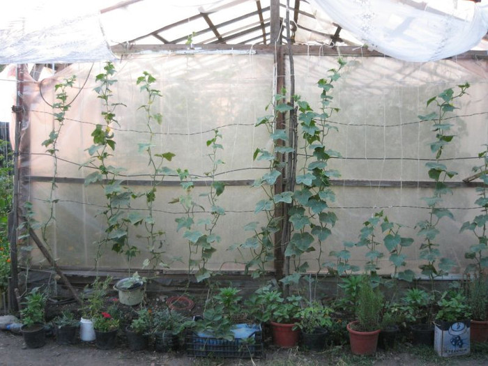 Castravetii sau fainat.iunie 2012 - Gradina 2012