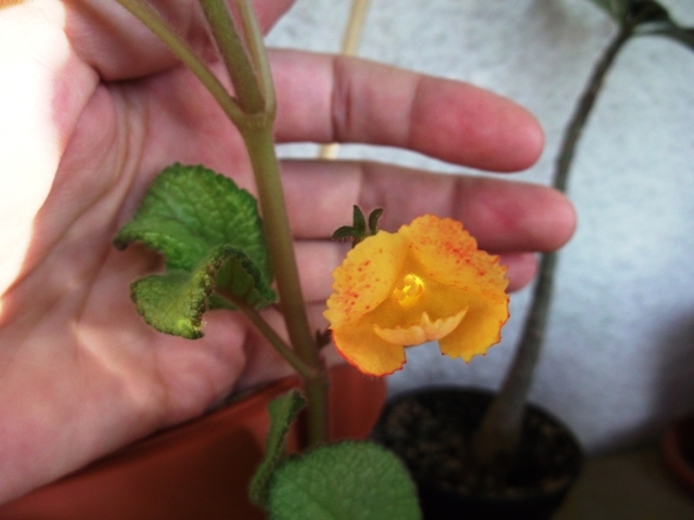 Hibrid Singapore - Episcia