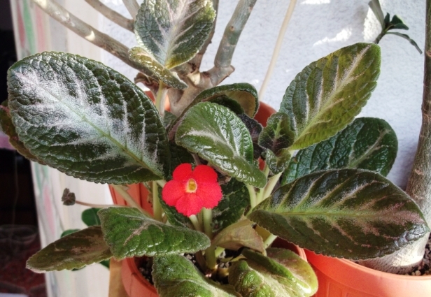 Spring Symphony - Episcia