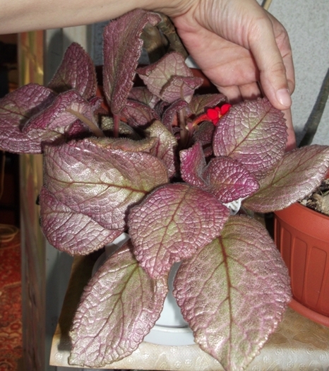 Jim's Dancing Doll - Episcia