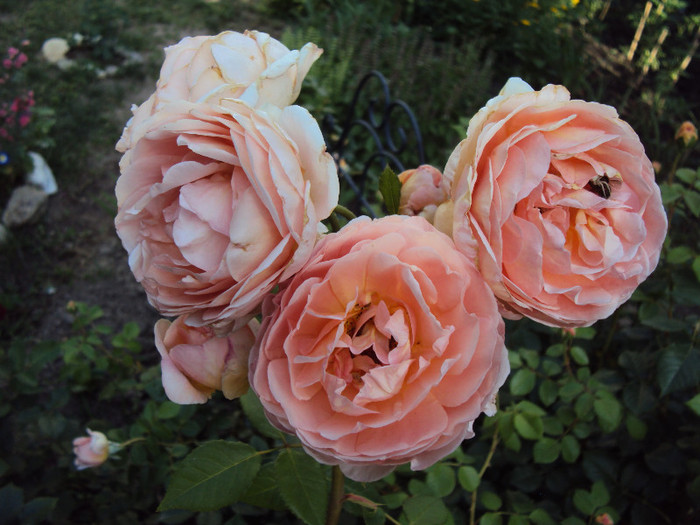 DSC07480 - Abraham Darby