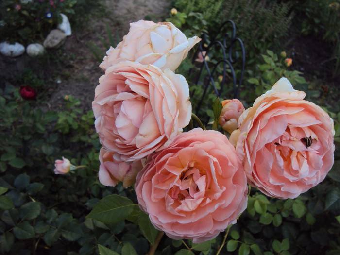 DSC07481 - Abraham Darby