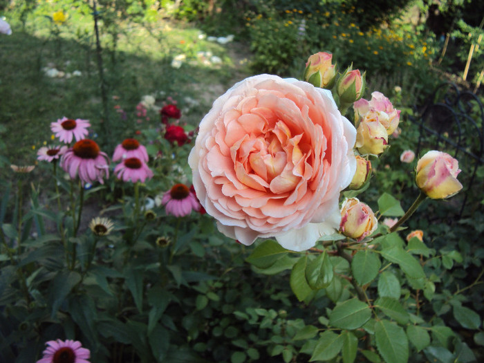 DSC07483 - Abraham Darby