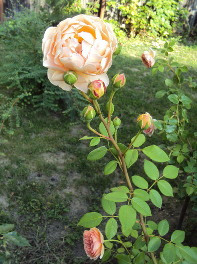 DSC07494 - Abraham Darby