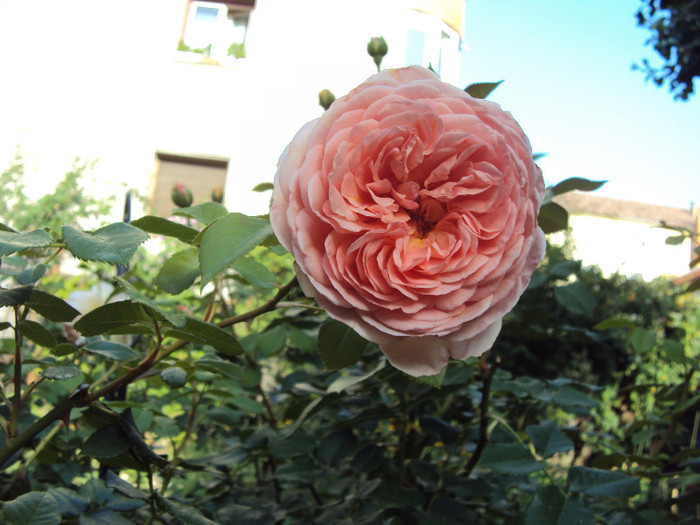 DSC07507 - Abraham Darby