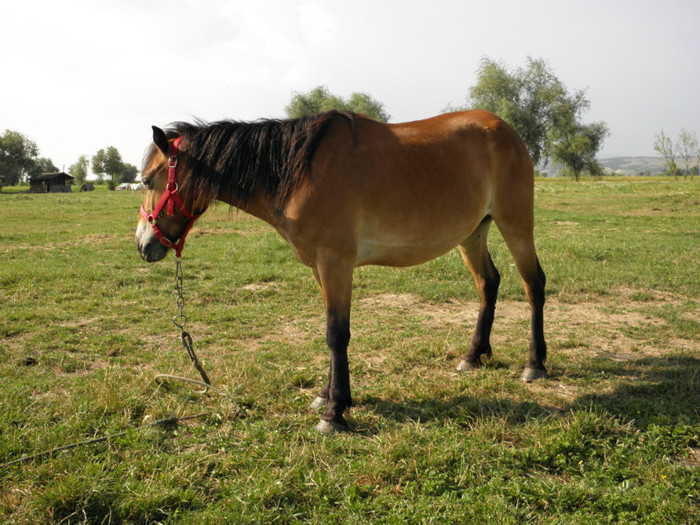 P7053237
