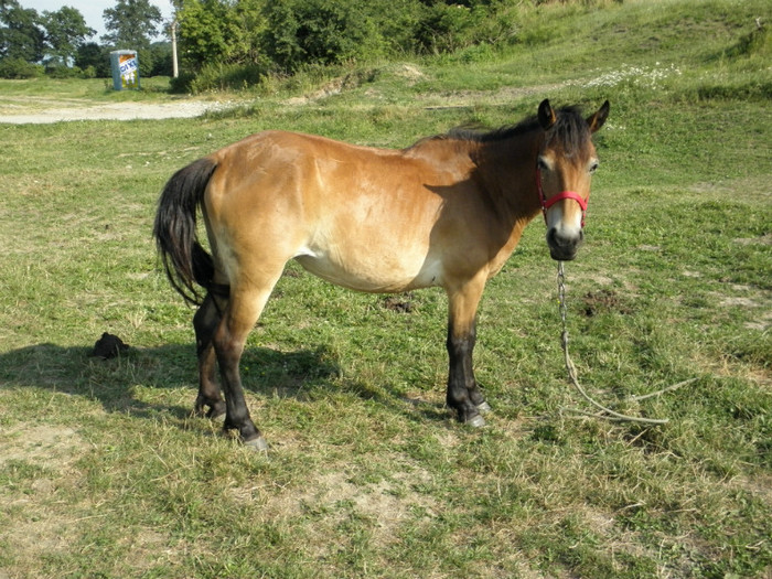P7053244
