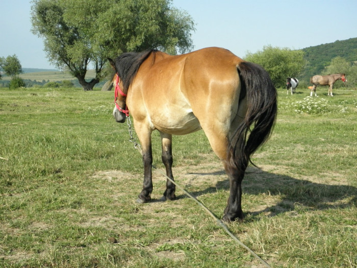 P7053253