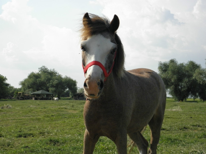 P7053278 - VANZARI PONEI 2