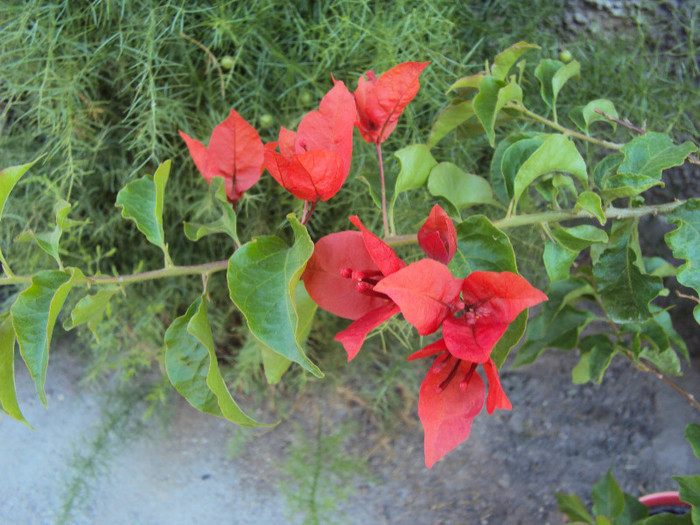 e atat de frumoasa - Bougainvillea- un nou sezon