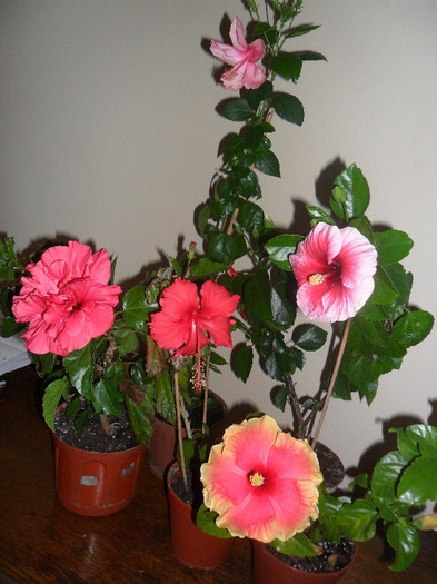 Hibiscus grup - Hibiscus 2012-1