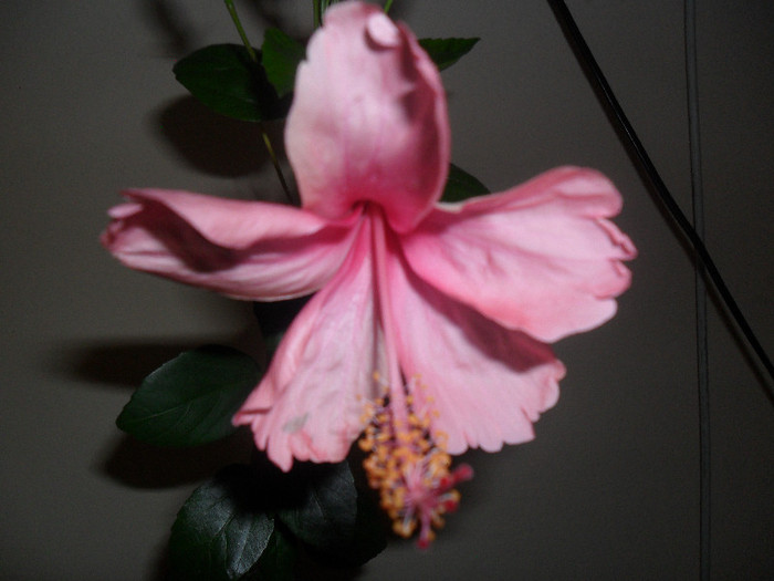 Hibiscus Dainty Pink - Hibiscus 2012-1