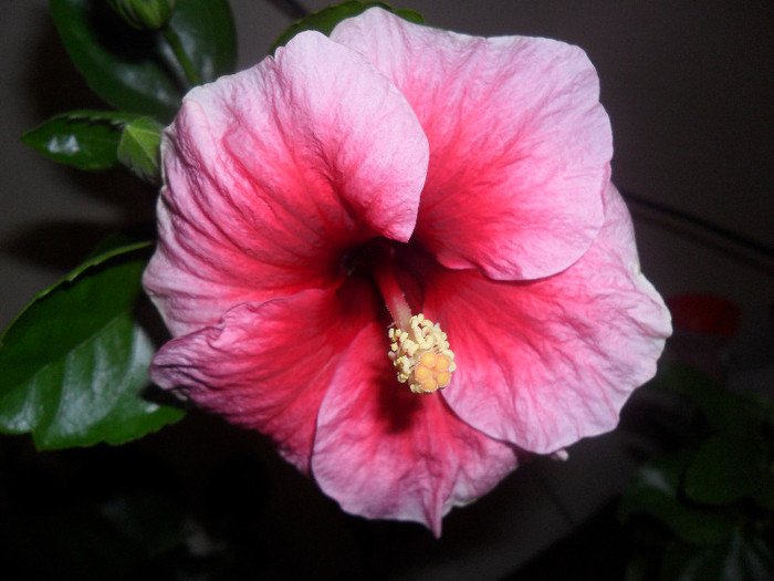 Hibiscus Yoder Camelia - Hibiscus 2012-1