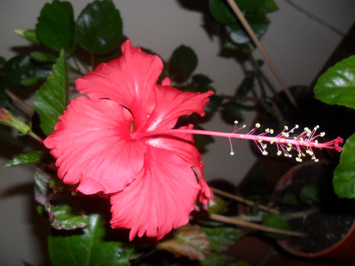 Hibiscus Surinam