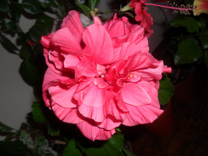 Hibiscus Clasic Pink