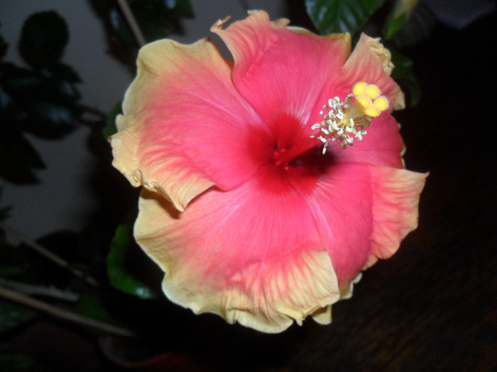 Hibiscus Junes Dragon - Hibiscus 2012-1