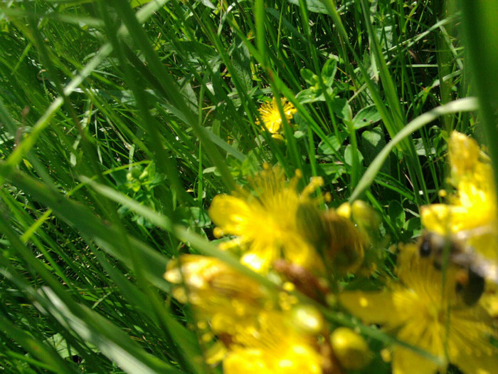 Fotografie2354; Cules la plante medicinale: flori de pojarnita
