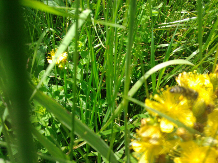 Fotografie2352; Flori de pojarnita.
