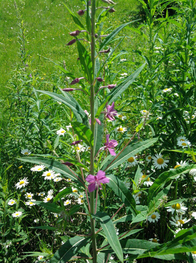 Fotografie2379; Zburatoarea(rascoagea)
