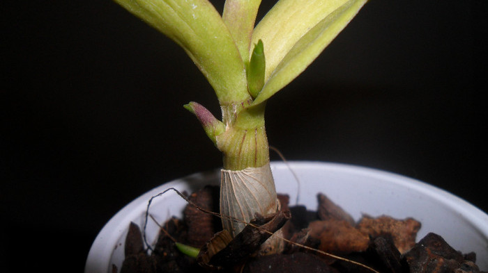 dendro-phala cu pui bazali si keiki 008 - Dendrobium phalaenopsis