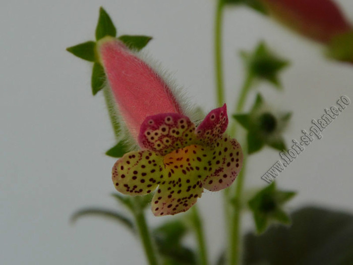 NEW -Kohleria GG Fairy Dust; 2012

