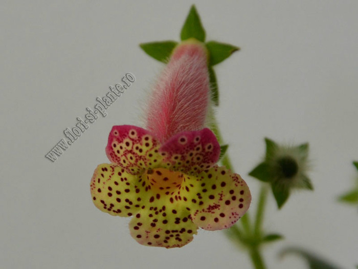 NEW - Kohleria GG Fairy Dust; 2012

