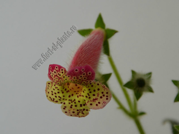NEW - Kohleria GG Fairy Dust; 2012
