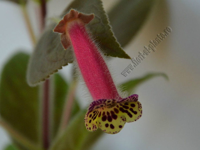 NEW - Kohleria Villands Vanga  (GS); 2012
