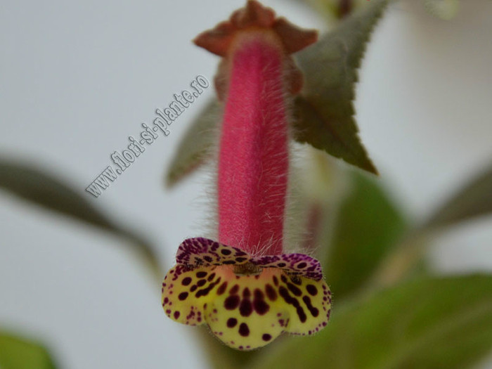 NEW - Kohleria Villands Vanga  (GS); 2012
