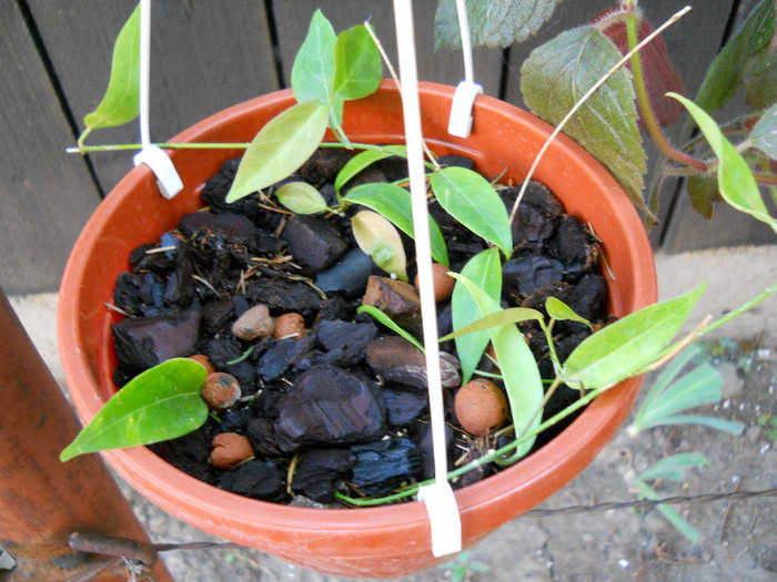 h. denisii - HOYA-2012