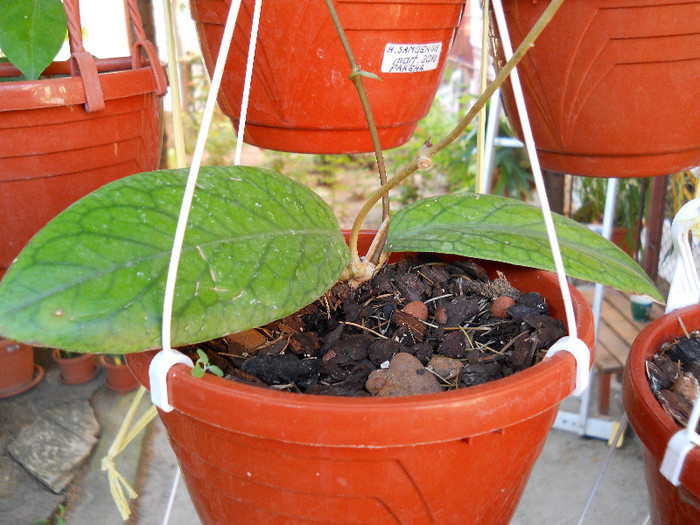 h.vitellinoides - HOYA-2012