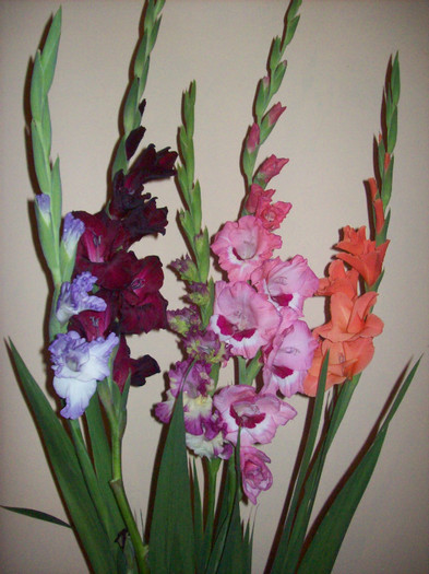 101_3219 - gladiole 2012