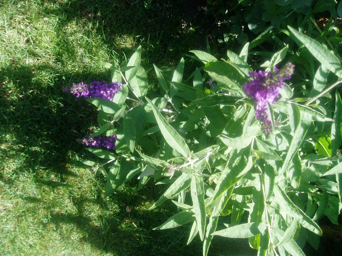 liliac de vara - Iulie-August