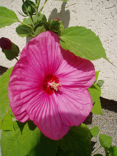 P1010191 - HIBISCUS MOSCHEUTOS