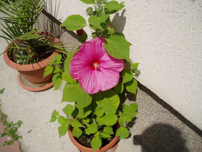 P1010189 - HIBISCUS MOSCHEUTOS