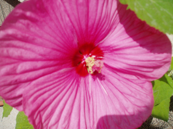 P1010190 - HIBISCUS MOSCHEUTOS