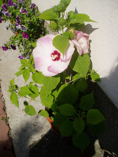 P1010194 - HIBISCUS MOSCHEUTOS