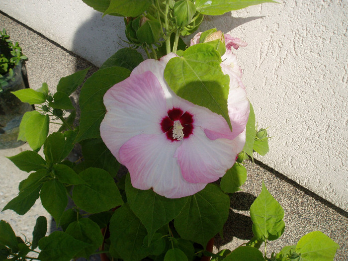 P1010192 - HIBISCUS MOSCHEUTOS