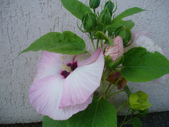 P1010206 - HIBISCUS MOSCHEUTOS