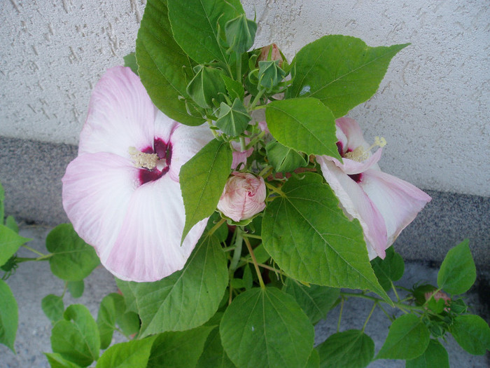 P1010204 - HIBISCUS MOSCHEUTOS