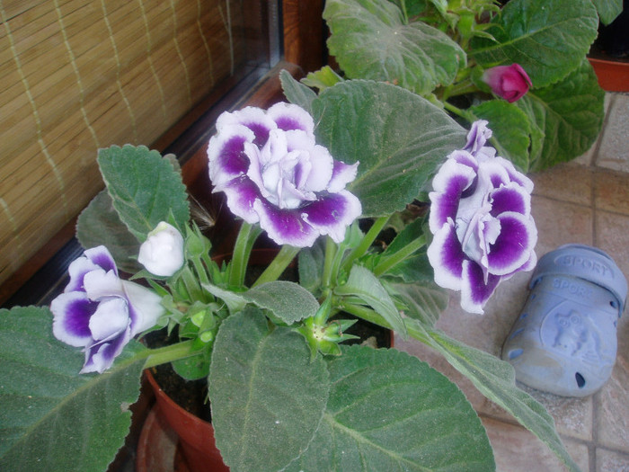 P1010225