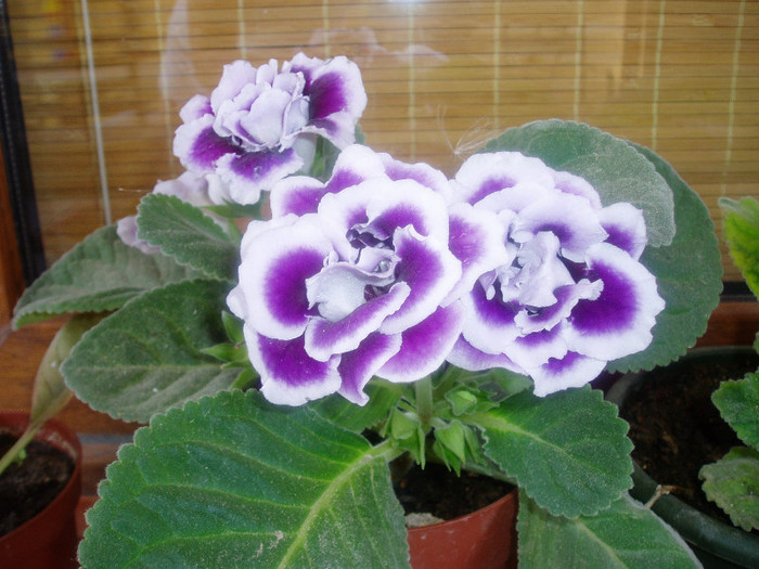 P1010224