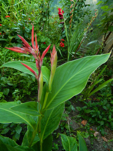 DSCN0088 - IULIE 2012
