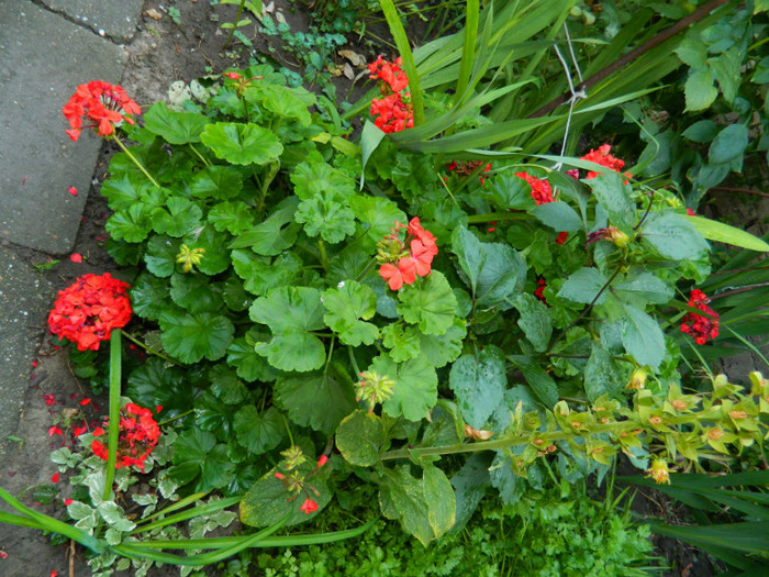 DSCN0089 - IULIE 2012