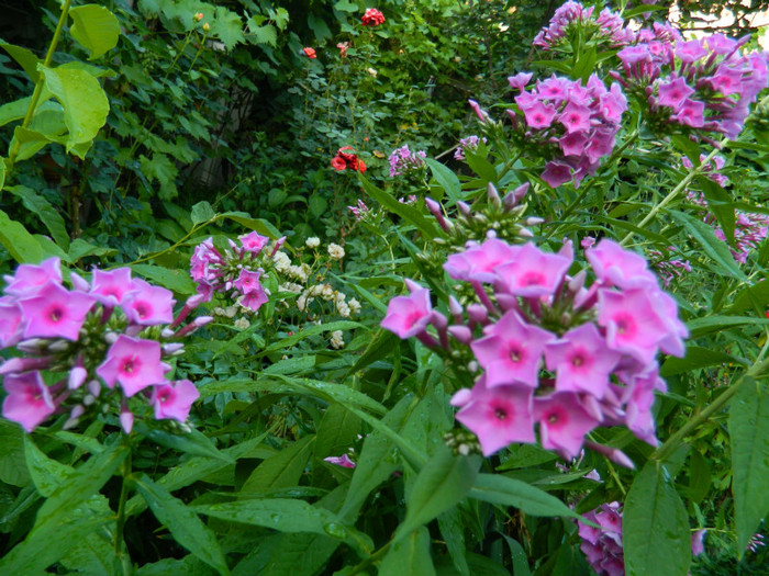 DSCN0094 - IULIE 2012