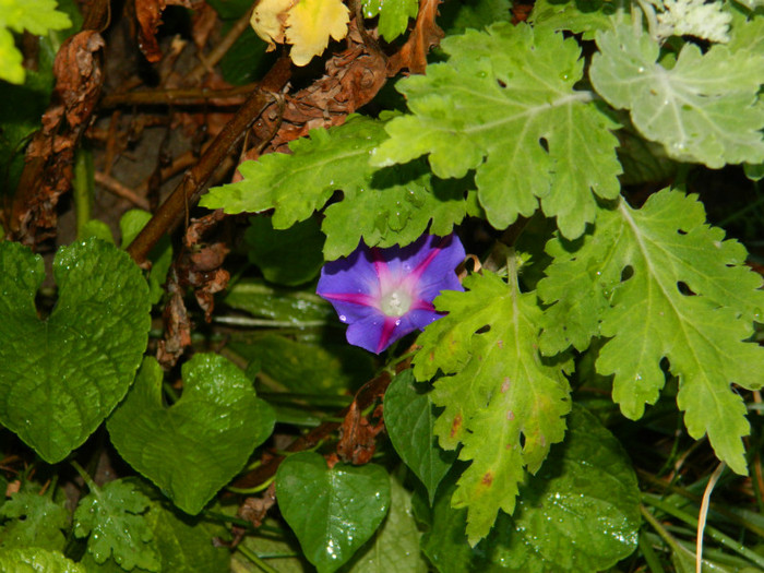 DSCN0097 - IULIE 2012