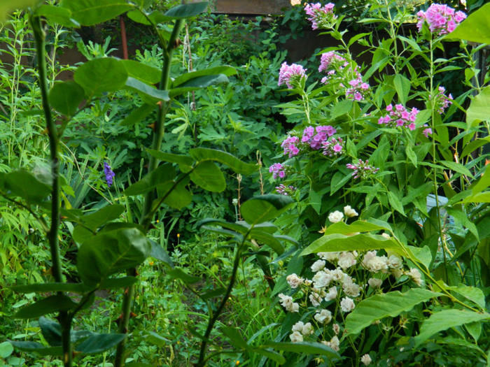 DSCN0110 - IULIE 2012