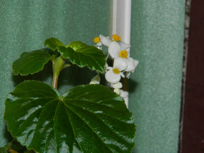 DSCN0117 - IULIE 2012
