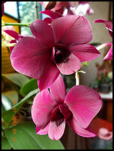 DSCN6058 - Rasfatatele