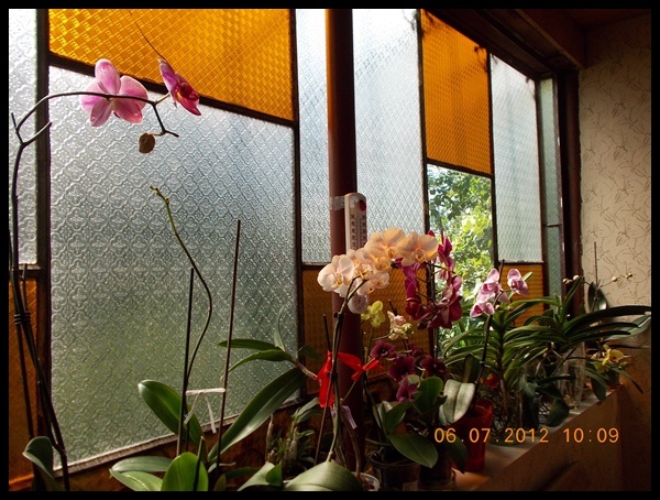 DSCN6081 - Rasfatatele